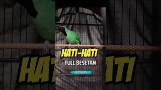 Download lagu cucak ijo full besetan kasar kasar  #cucakijo #cucakijogacor #cucakijobongkarisian mp3