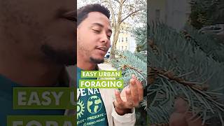 Easy Urban Foraging