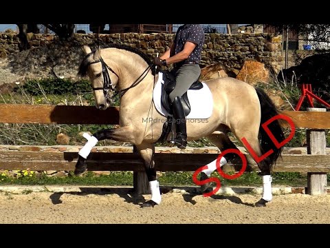 **SOLD** Buckskin Andalusian PRE Stallion 2014 - 1,61 m | #MP414