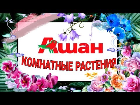 АШАН СКИДКИ! 🌼 ЦВЕТЫ В ГОРШКЕ 🌼 КРАСИВЫЕ КОМНАТНЫЕ ЦВЕТЫ В МАГАЗИНЕ АШАН!