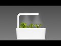 Click &amp; Grow sėklos išmaniajam vazonui - Valgomoji rūgštynė (SGR55x3) 3vnt.