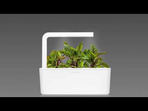 Click &amp; Grow sėklos išmaniajam vazonui - Valgomoji rūgštynė (SGR55x3) 3vnt. video