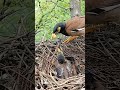 Myna Bird Feeding Her Babies P 36 Shorts Myna Ytshorts Shortvideo Viralvideo Short