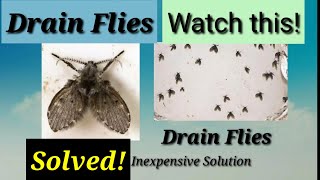 Solving drain flies problem