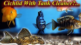இந்த Cichlid மற்றும் Pleco (Tank Cleaner) ஒன்றாக வளர்க்கலாமா? In Same Tank … / Fish Aquarium Tamil