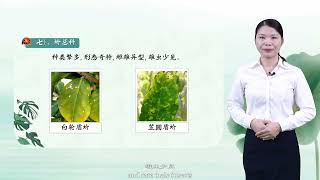 10. Identification and Control Technology of Homoptera