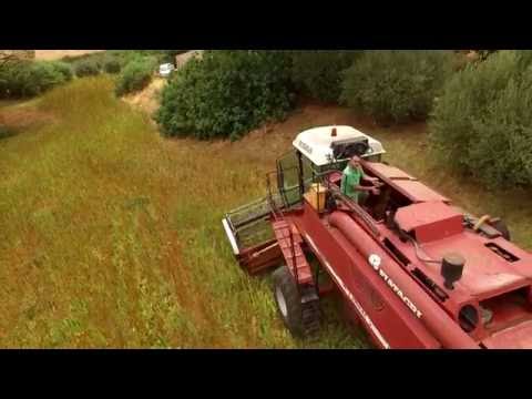 Antonino Chiaramonte Presidente Associazione " il Punto verde, filiera della Canapa"