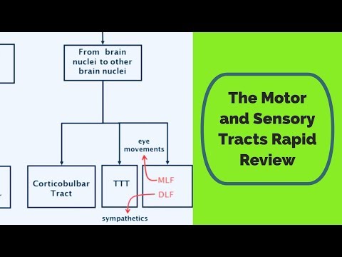 Motor and sensory tracts overview