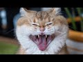 😂 Funniest Cats and Dogs Videos 😺🐶 || 🥰😹 Hilarious Animal Compilation №370
