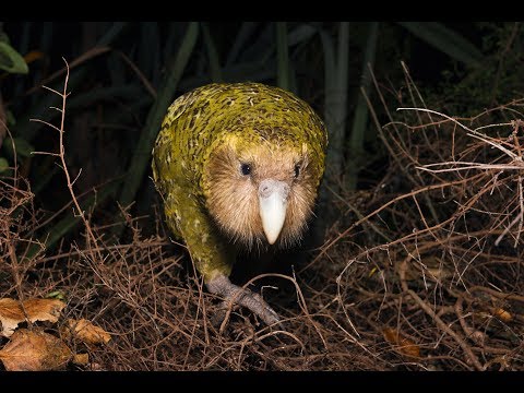 Kakapo