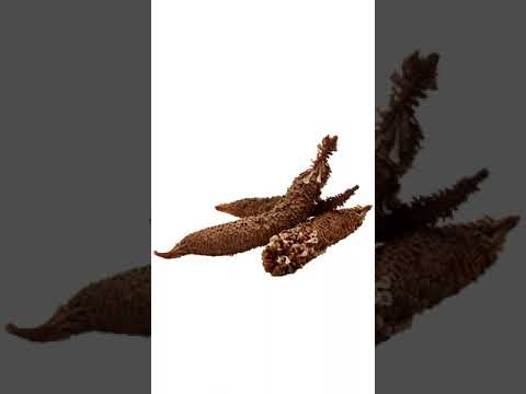 "India. Reflections". Short video