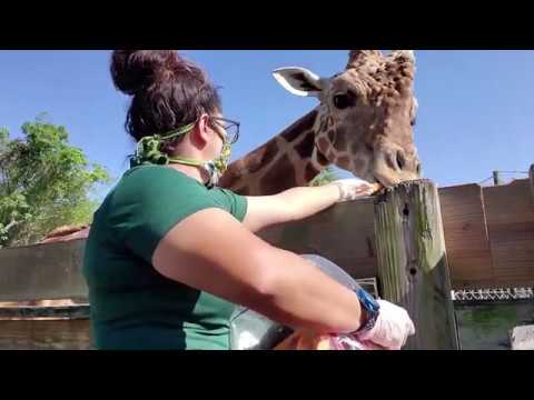 Giraffe Hoof Trimming