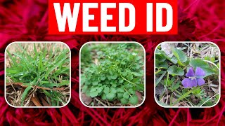 Weed Identification in Spring - Identify Weeds in the Lawn