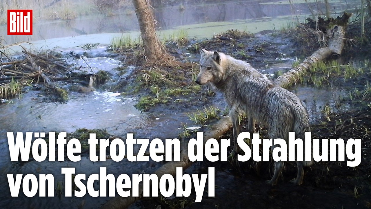TSCHERNOBYL: Diese Wölfe trotzen Strahlung – und geben Medizinern Hoffnung gegen Krebs
