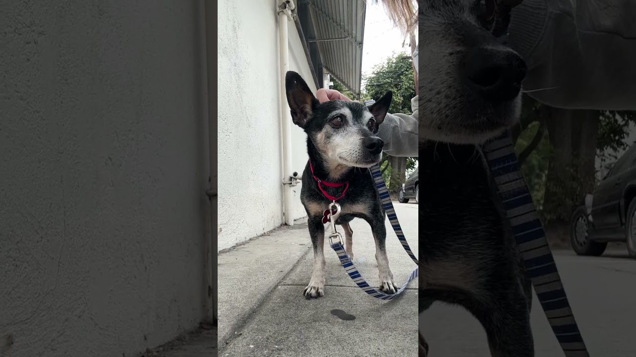 Enlarge Dad, a Adoptable Chihuahua in Los Angeles, CA video 2/6