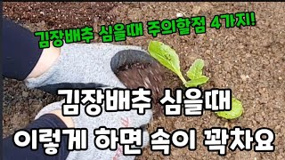 김장배추 심을때 이렇게 하면 속이 꽉찬 배추가 됩니다! #김장배추심는방법 #배추속이꽉차게하는방법 #배추크게만…