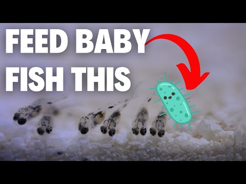 How To Culture Infusoria The Easy Way