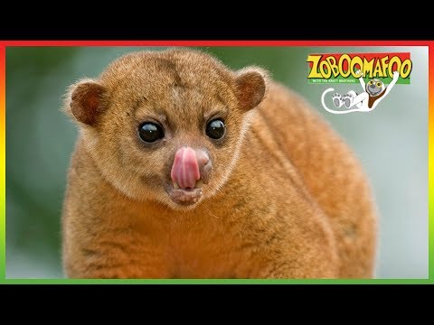🐒 Zoboomafoo 257 | Super Claw | Animal shows for kids | Full Episodes | HD 🐒