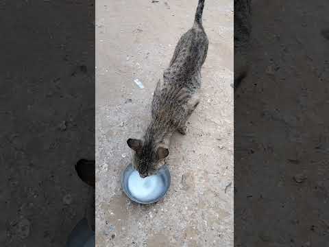 Cat 🐈😺#cat #cats #catshorts #youtubeshorts #funny #ytshorts #2026 #2025 #cartoon #bili #shorts