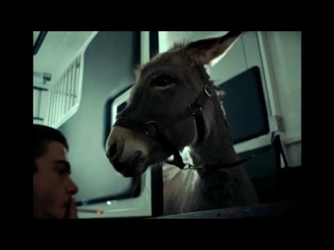 "Eo" beim Festival in Cannes - Filmemacher Skolimowskis Film über den Leidensweg eines Esels