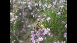 Altered Images - Insects