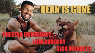 Dean est parti – Noeh fait face au chaos : urgence guépard, singes malades et opération du lion