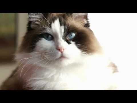 Mr Darcy the Cat Makes a Declaration