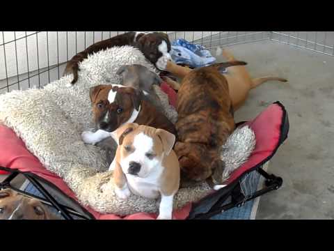 download lagu mp3 mp4 Staffordshire Bull Terrier For Sale, download lagu Staffordshire Bull Terrier For Sale gratis, unduh video klip Staffordshire Bull Terrier For Sale