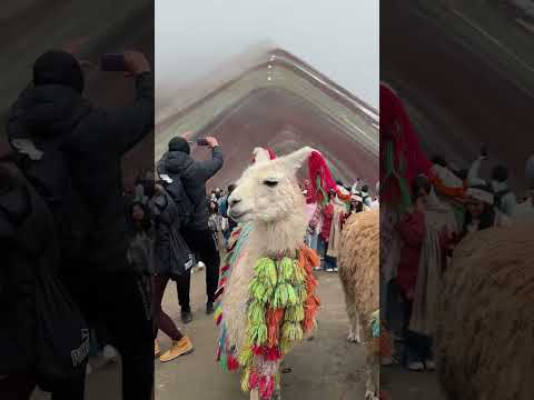 🌄 Machu Picchu’nun Gizemi ve Sevimli Alpakalar 🦙 | Peru’yu Hiç Böyle Görmediniz! ✨ #Peru