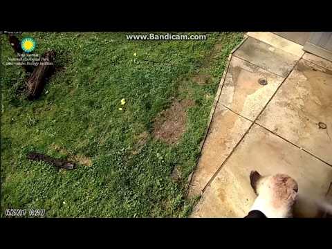 2017.05.26 TIAN TIAN GETTING READY FOR DATING...NOT APPROVED BY SNZ