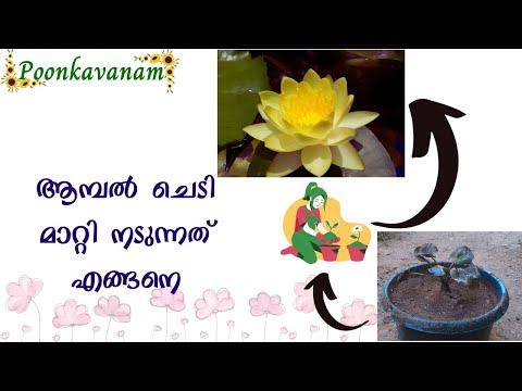 How to Repot Water lily and Importance of Repotting (English subtitles)