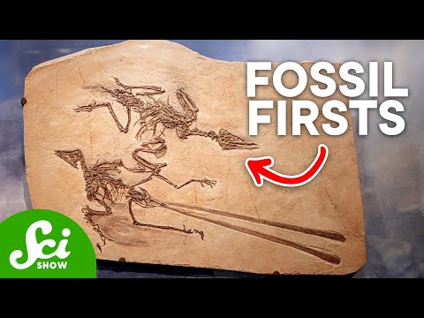 The 10 Oldest Fossils, and What They Say About Evolution