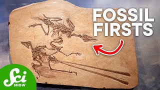 The 10 Oldest Fossils, and What They Say About Evolution