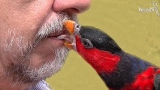 The Fondling Parrots