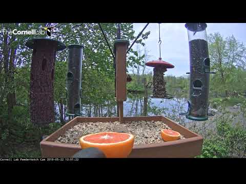 Woodpeckers, Blackbirds, And An Oriole | Cornell Feeders – May 22, 2019