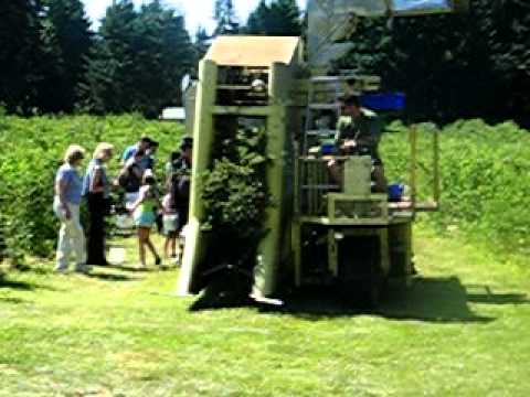 Saskatoon Berry Harvesting