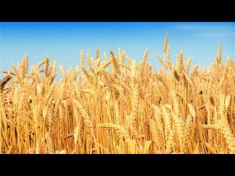 Kifahamu Kilimo Cha Zao la Ngano