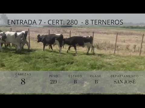 Lote 8 Terneros HOLANDO 219kg -  en RUTA 11 KM 15Y 1/2 ECILDA. SAN JOSE