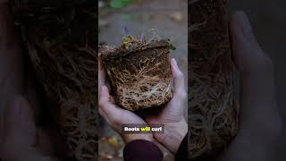 Download lagu Grow Guava Faster — Quick Tips #guava #fruittree mp3 Download lagu Grow Guava Faster — Quick Tips #guava #fruittree mp3