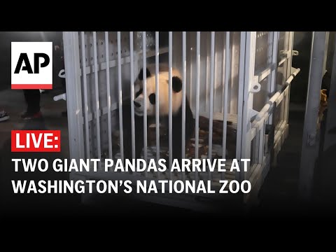 2 giant pandas start journey from China to DC's National Zoo | AP News