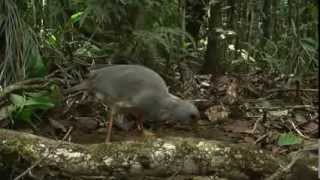 ニューカレドニア・カグー/NEW CALEDONIA KAGU