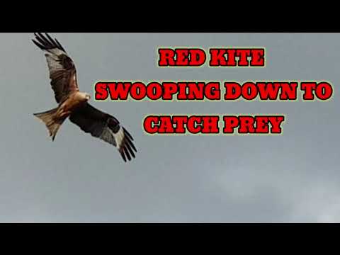 Red Kite swooping down to grab prey