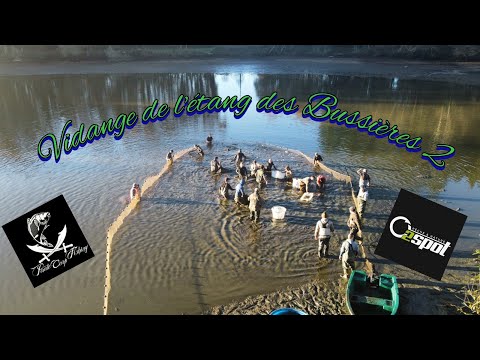Vidange de l'étang des Bussières 2 // Beaucoup de carpe entre 20 et 28kgs