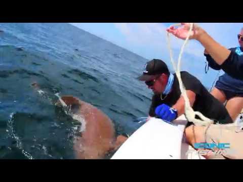 Fishing For Sharks and Grouper