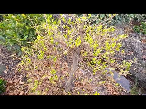 CÁCH XỬ LÝ MAI TẾT NỞ  GẶP MƯA  LH0908432673