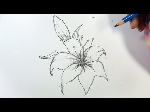 How to Draw a Lily Flower Step by Step