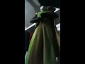 Crossdresser Wearing Saree