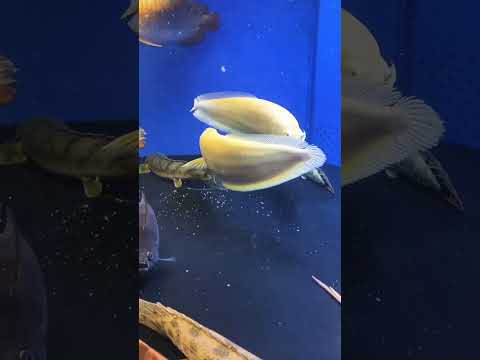 Rarest clip of arowana fighting / 😮/#arowana #fight #rare #bettafish #subscribe #fish