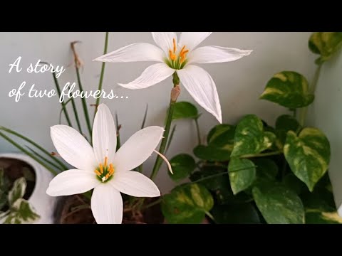 A story of two flowers| Nupur