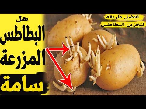 , title : 'البطاطس - هل البطاطس المزرعة سامة - العفن البني في البطاطس - تخزين البطاطس'